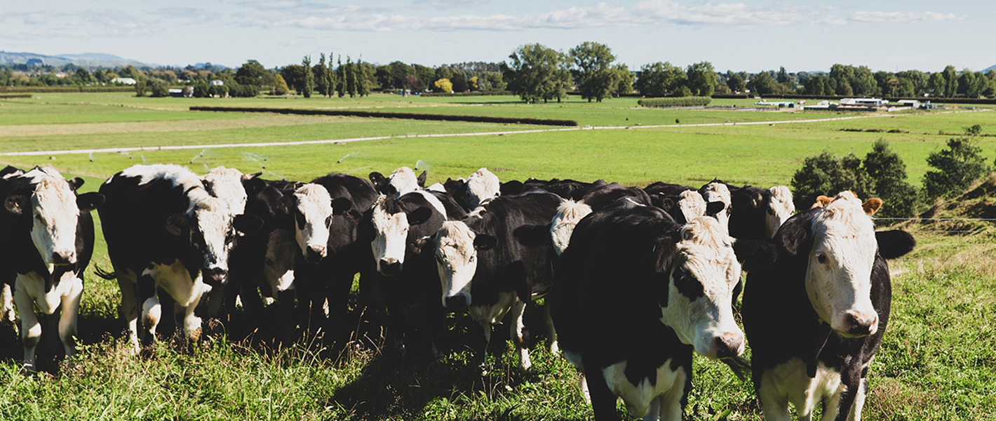 Grass Fed as a Differentiator for NZ